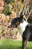 BULL TERRIER MINIATURE 309